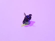 Lade das Bild in den Galerie-Viewer, Motorrad 125³ Spur TT 1:120
